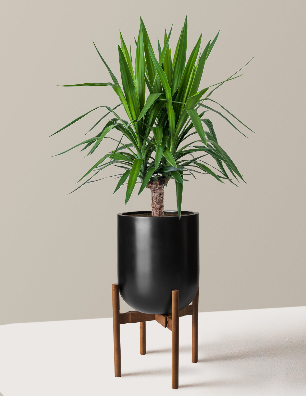 Large Yucca Plant