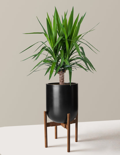Large Yucca Plant
