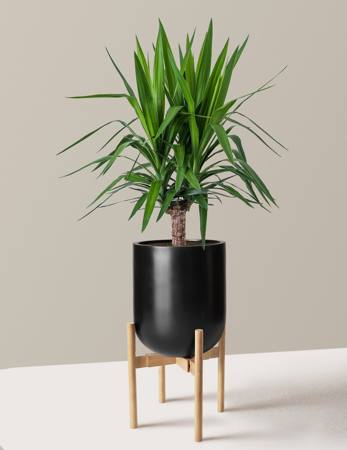 Large Yucca Plant
