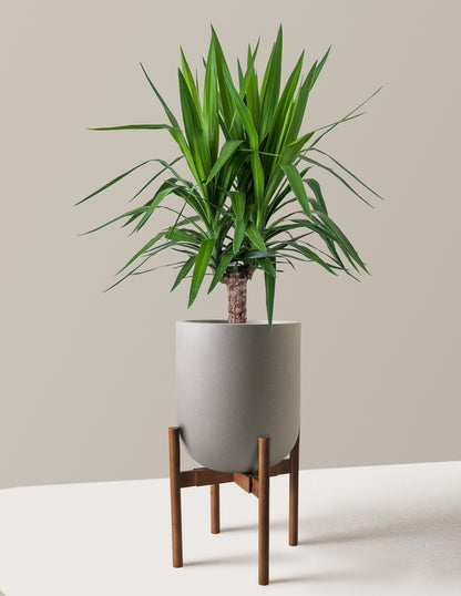 Large Yucca Plant