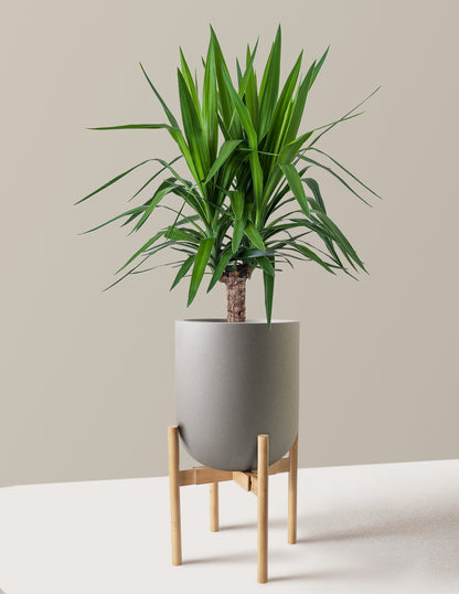 Large Yucca Plant