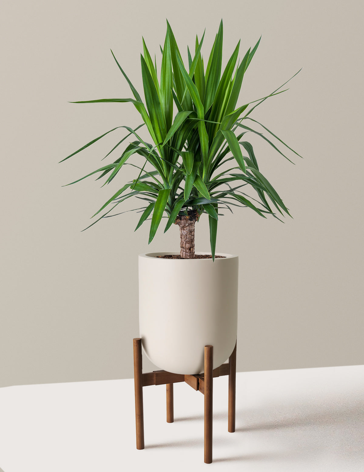 Large Yucca Plant