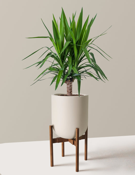 Yucca Plant Single Stem