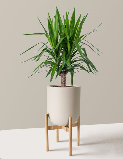 Large Yucca Plant