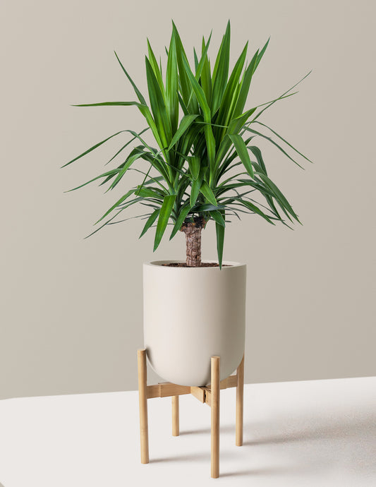 Yucca Plant Single Stem