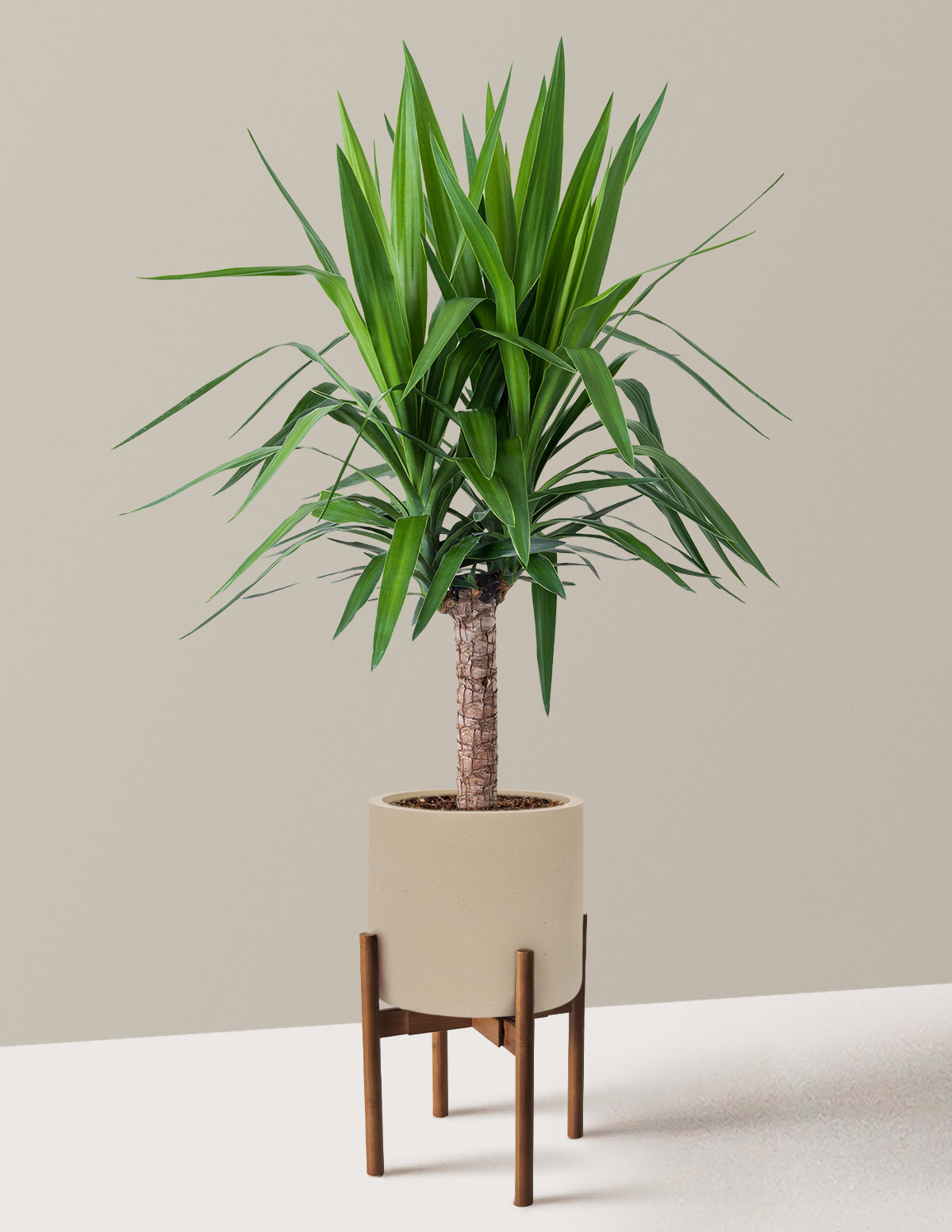 Yucca Plant Single Stem