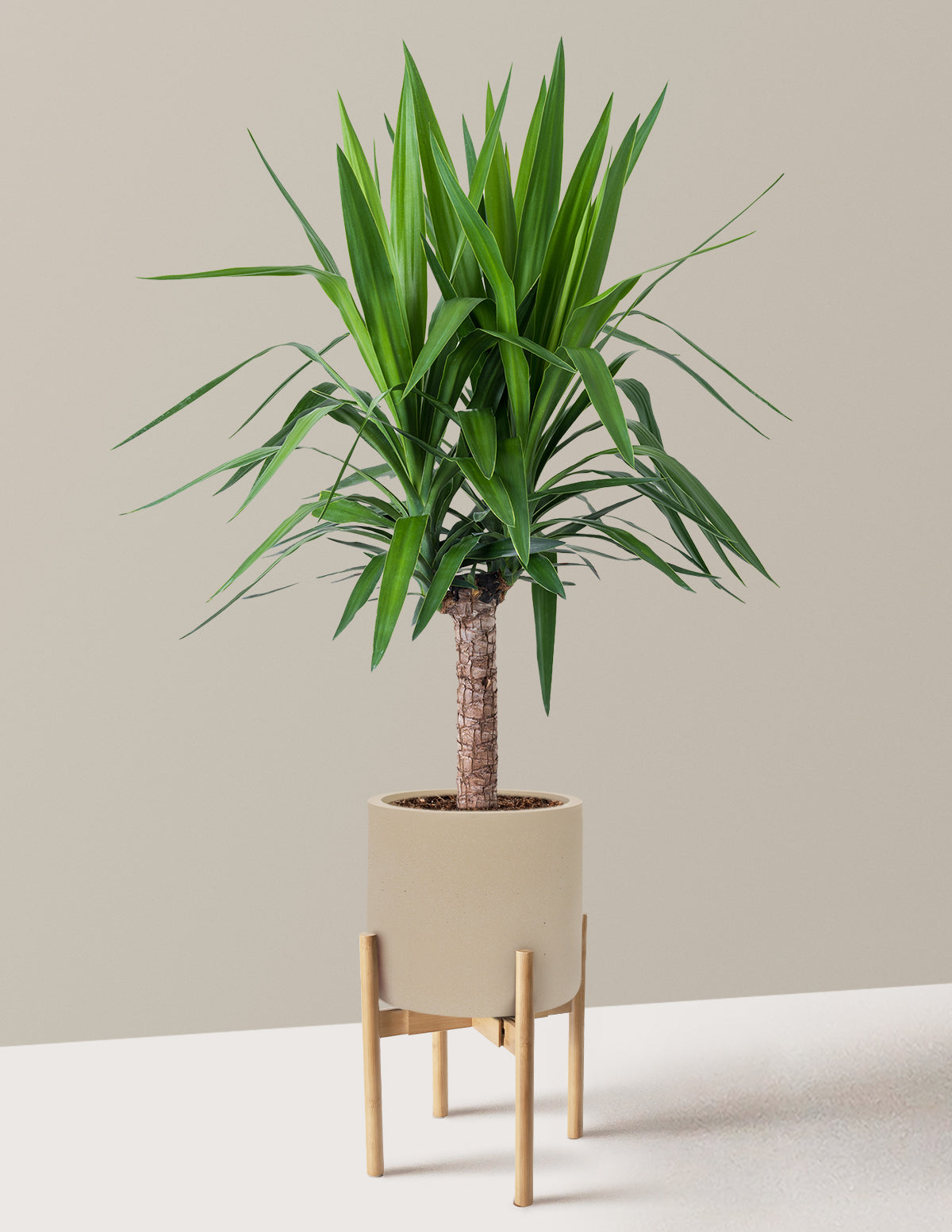 Yucca Plant Single Stem