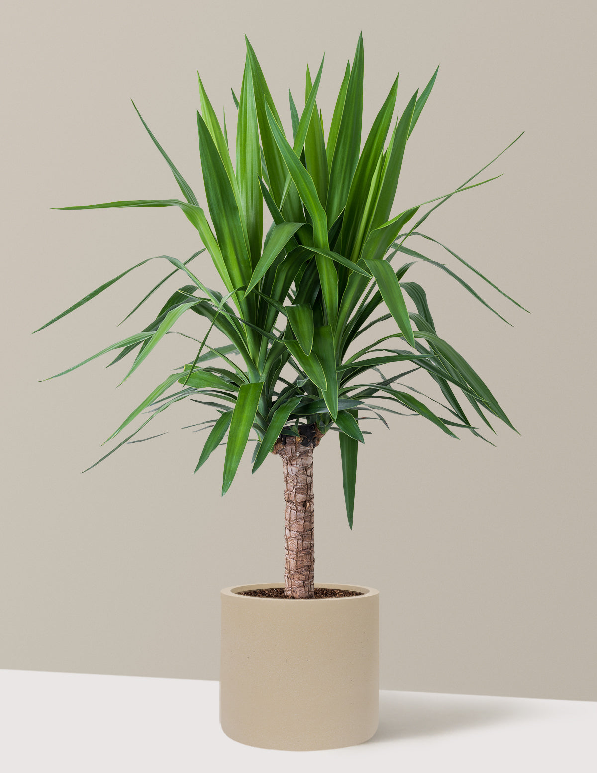 こたつ Yucca Large Yucca Plant | Tropical Houseplants for Delivery | The Sill