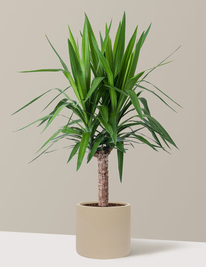 Yucca Plant Single Stem