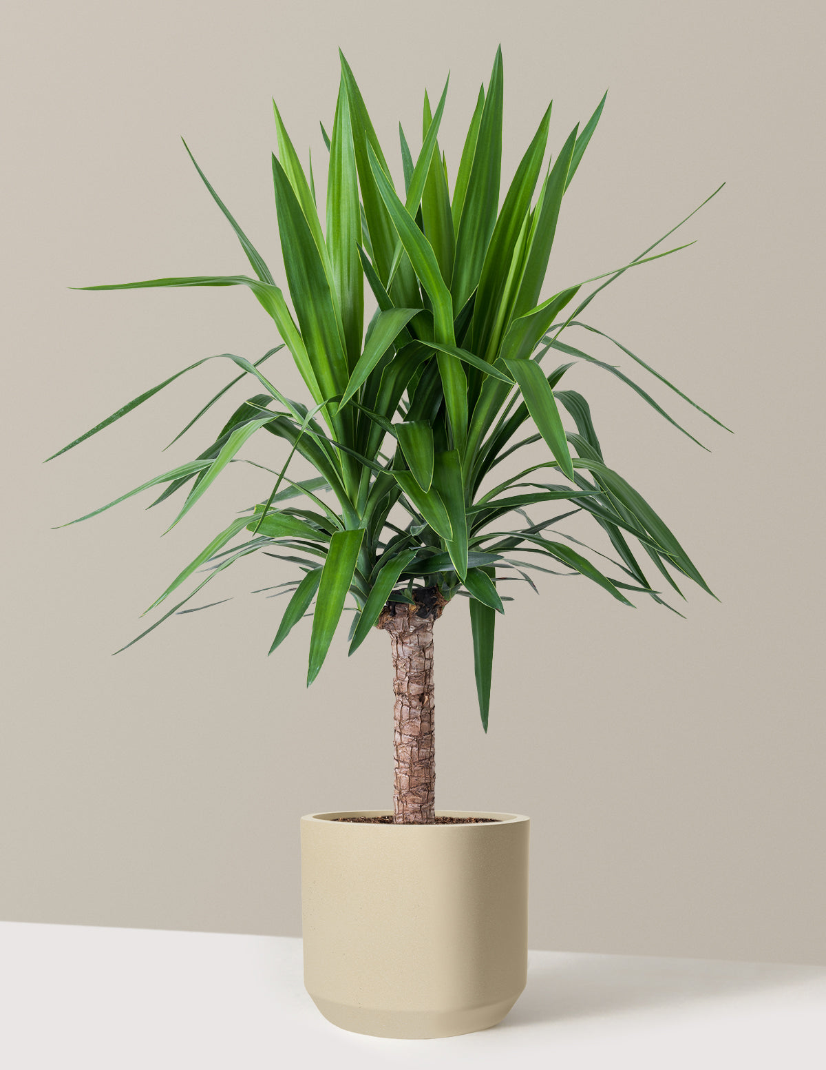 Yucca Plant Single Stem