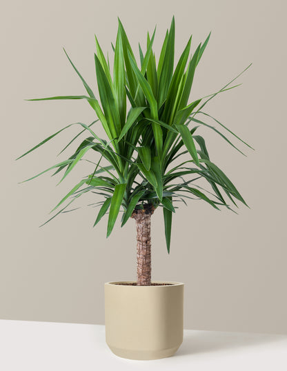 Yucca Plant Single Stem