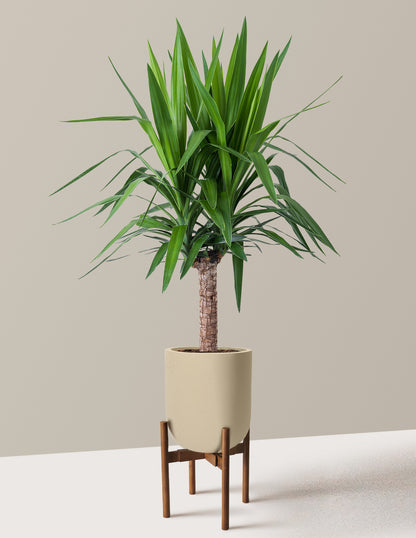 Yucca Plant Single Stem