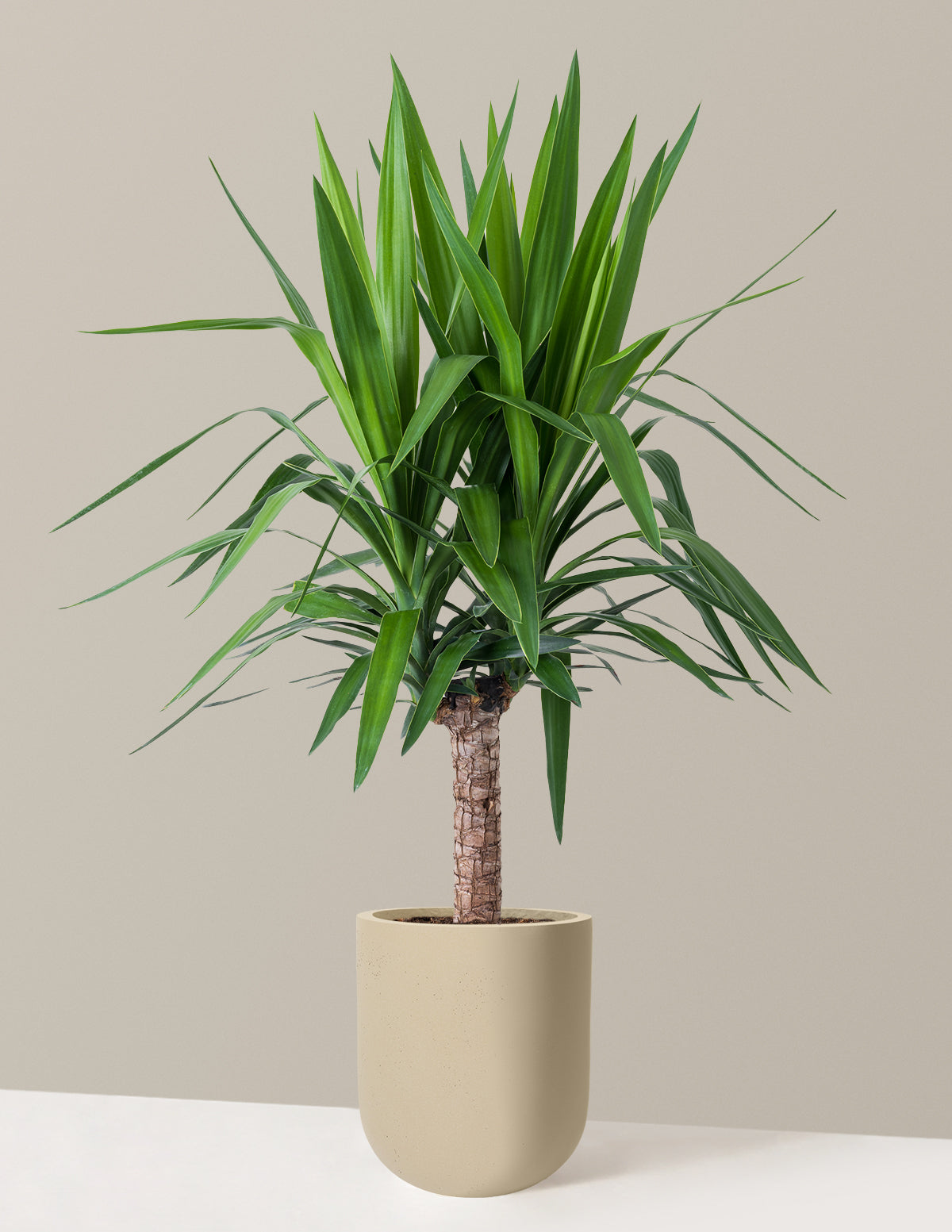 Yucca Plant Single Stem