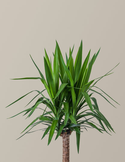 Large Yucca Plant