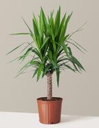 bundle | Large Single | Grow Pot
