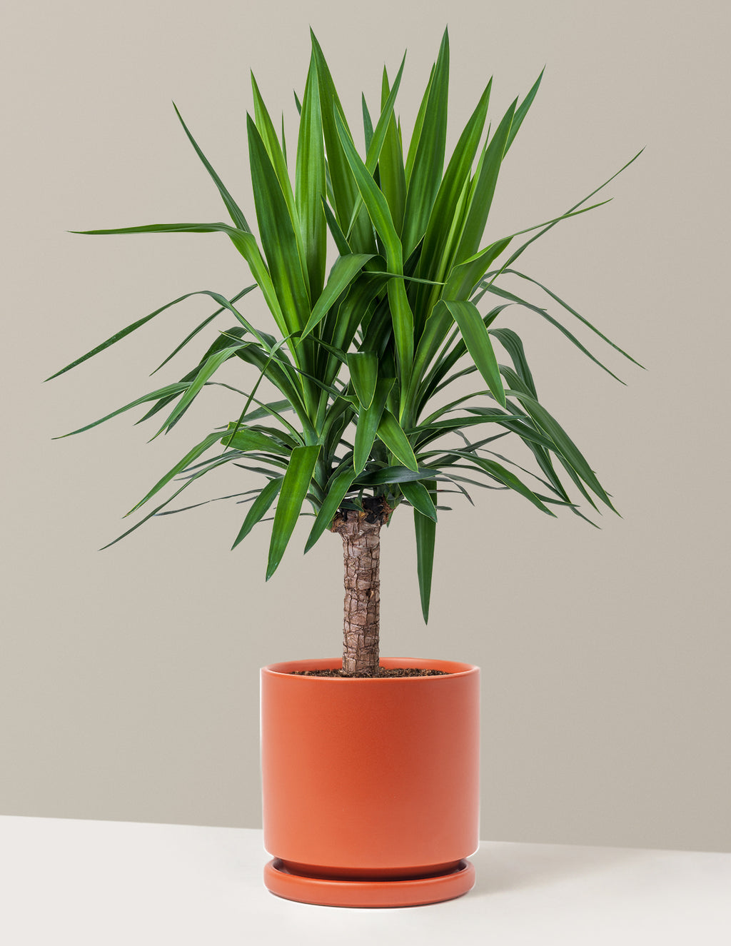 bundle | Large Single | Isabella | Rust