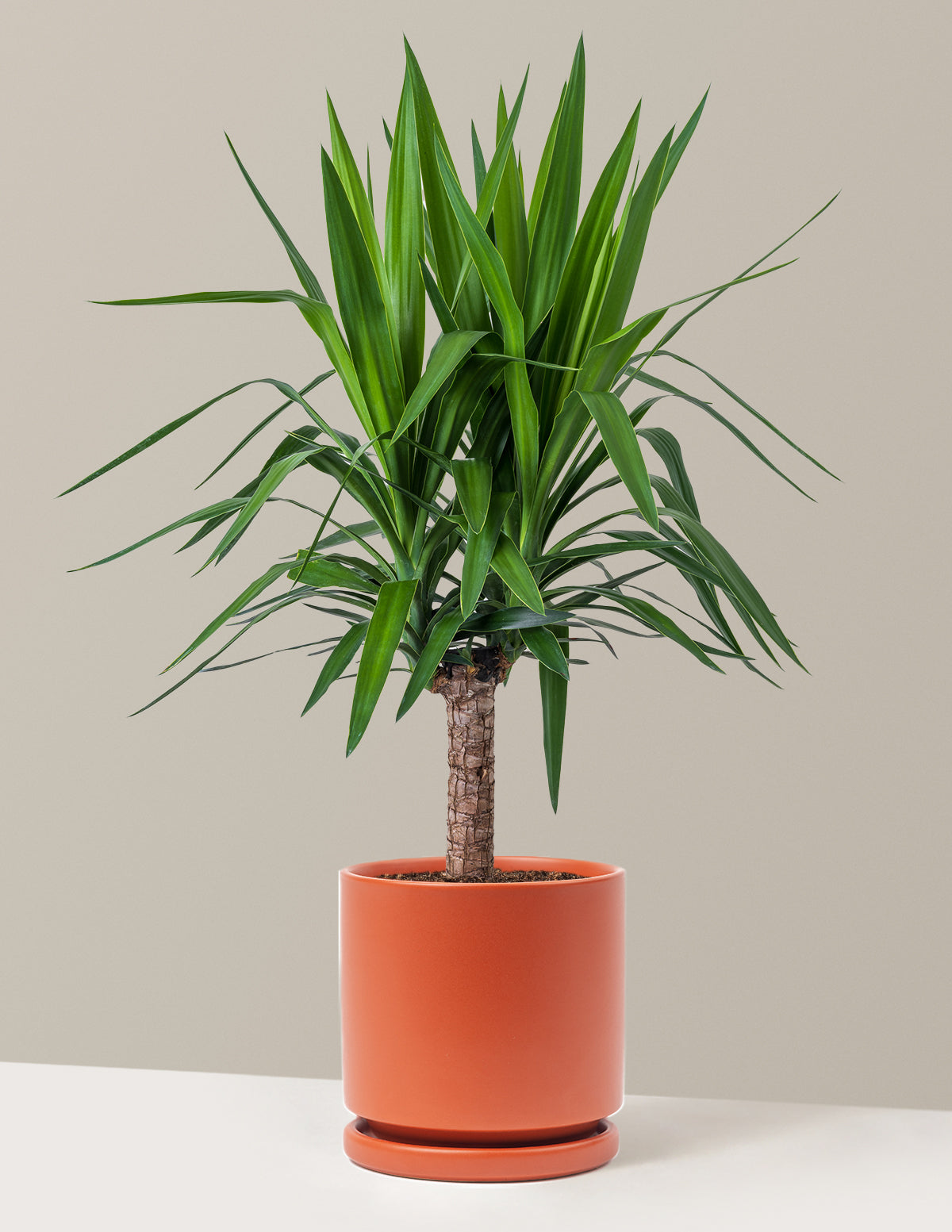 Large Yucca Plant