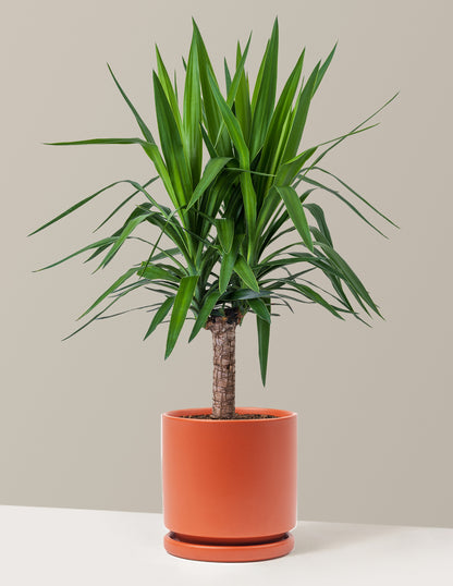 Large Yucca Plant