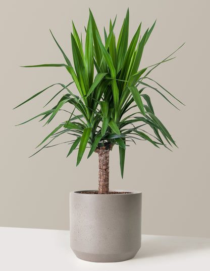 indoor plant pot for yucca Yucca Plant Single Stem