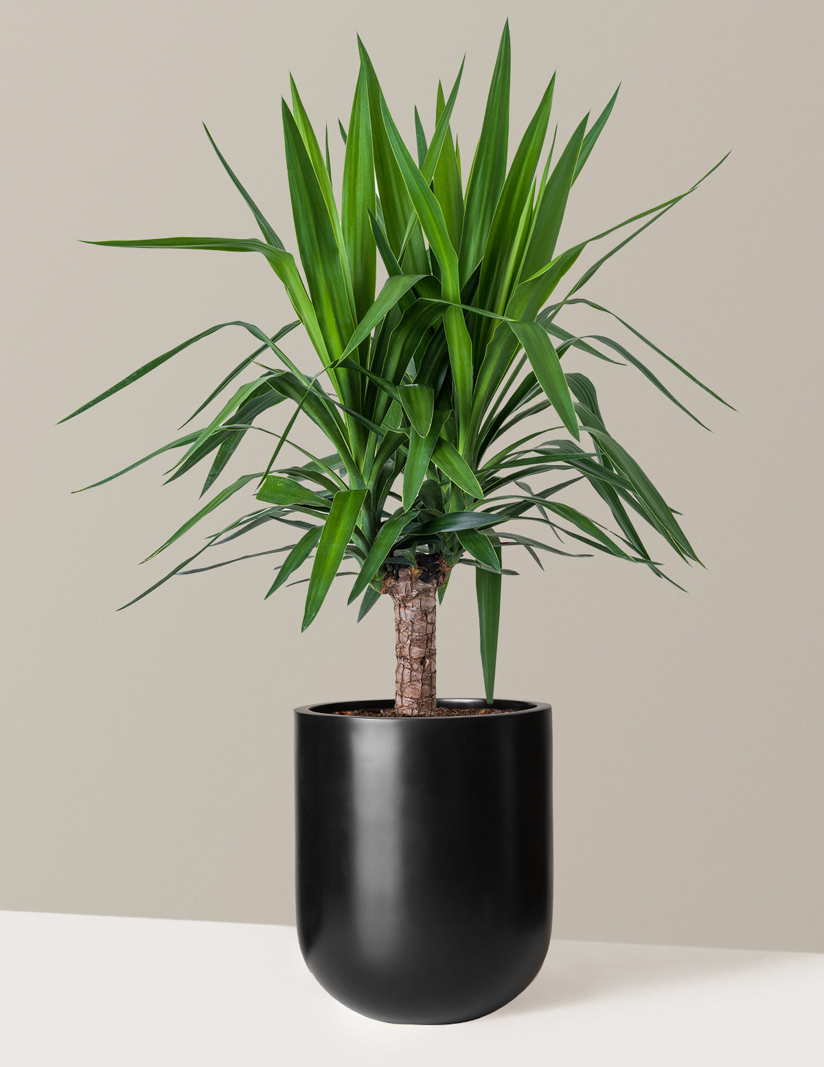 Large Yucca Plant