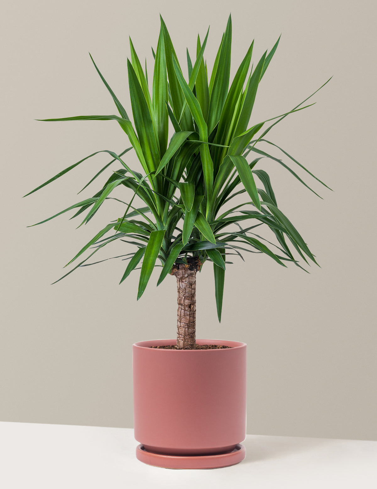 Large Yucca Plant | Tropical Houseplants for Delivery – The Sill