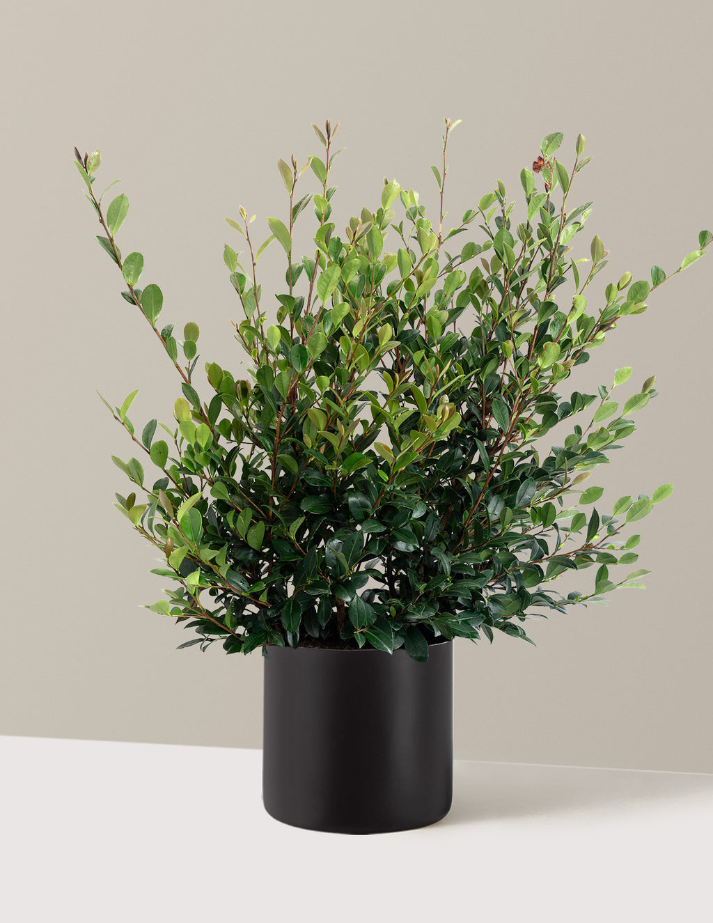 Yuletide Camellia