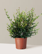 Yuletide Camellia