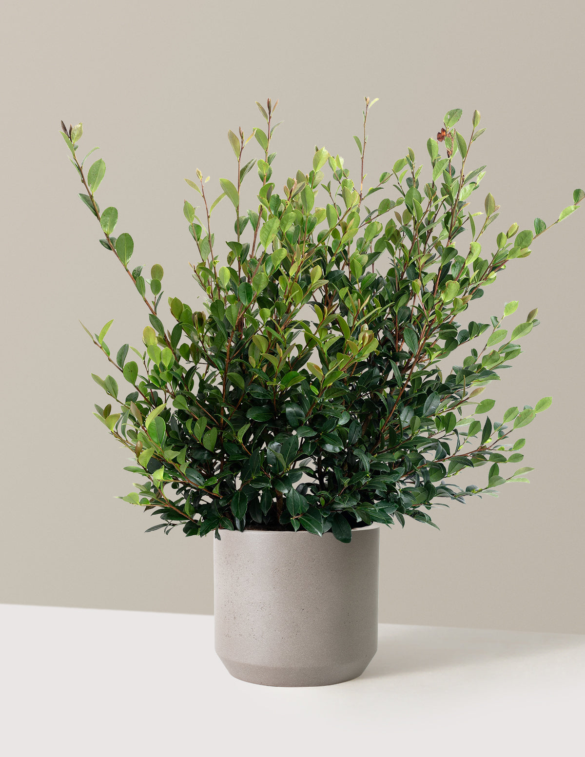 Yuletide Camellia