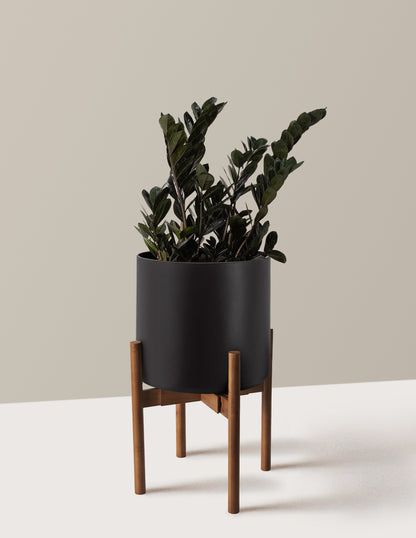 Black ZZ Plant