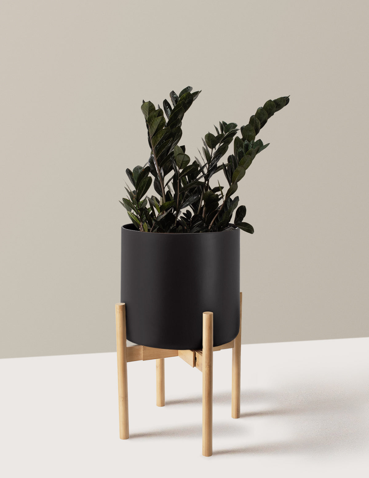 Black ZZ Plant