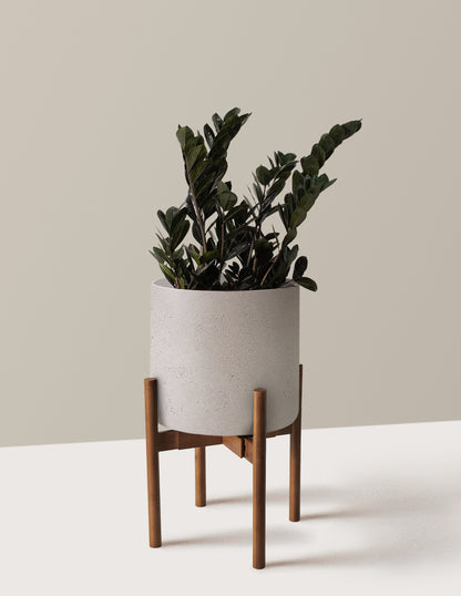 Black ZZ Plant