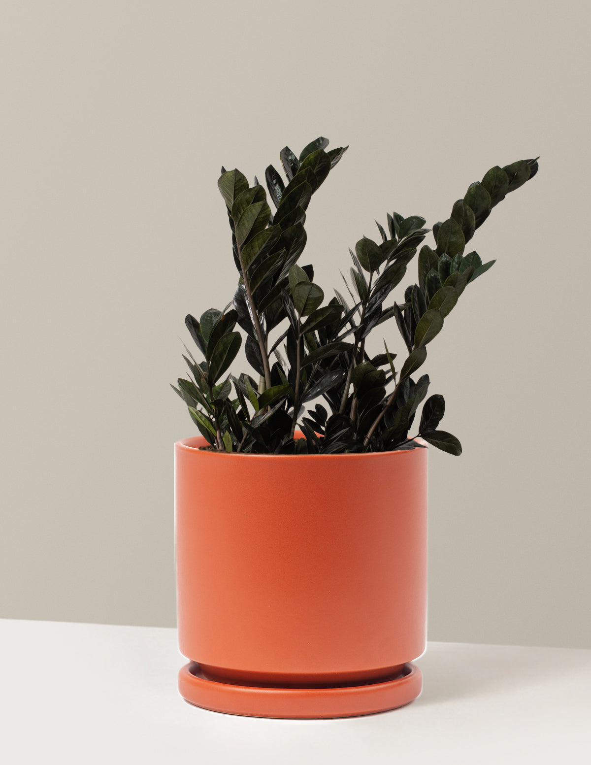 Black ZZ Plant