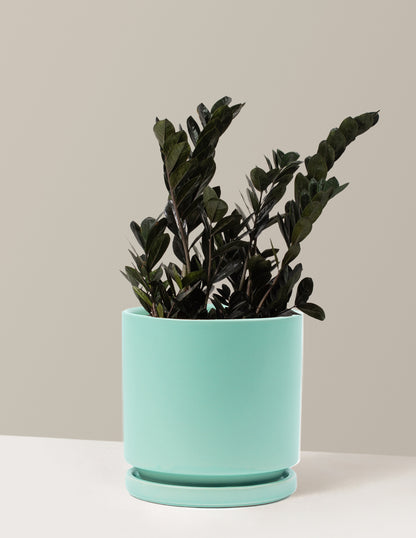 Black ZZ Plant