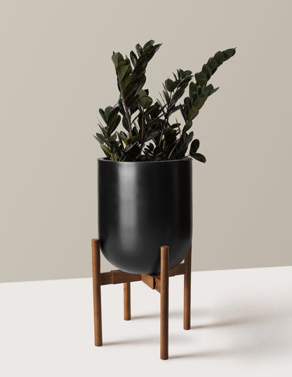 Black ZZ Plant