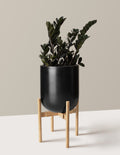 bundle | Large | Pallas | Black
