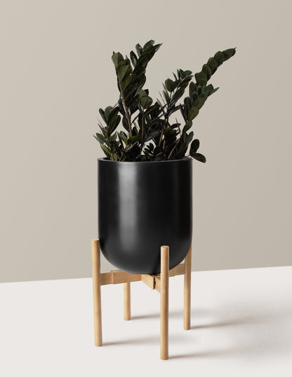 Black ZZ Plant