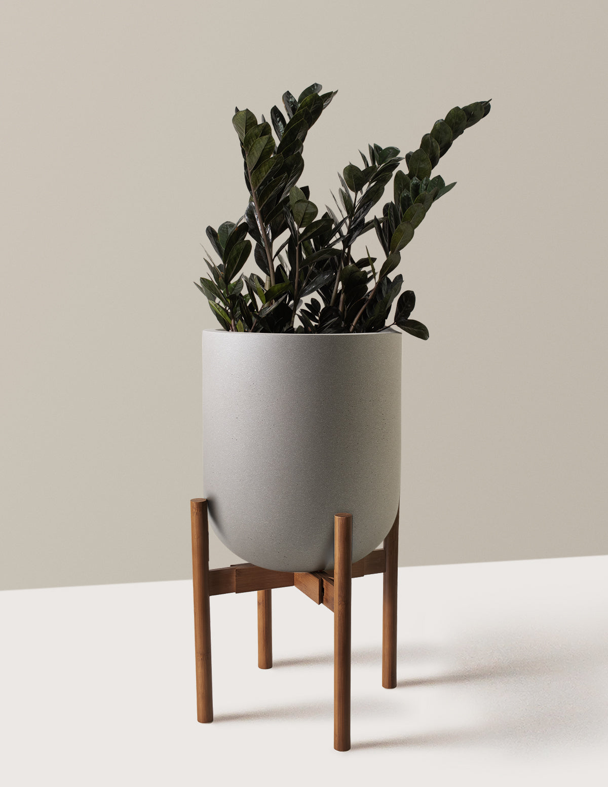 Black ZZ Plant