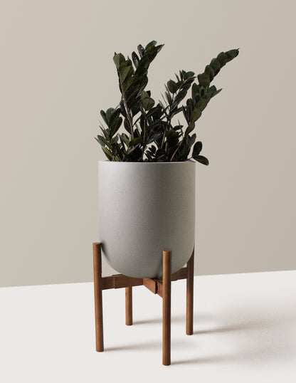 Black ZZ Plant