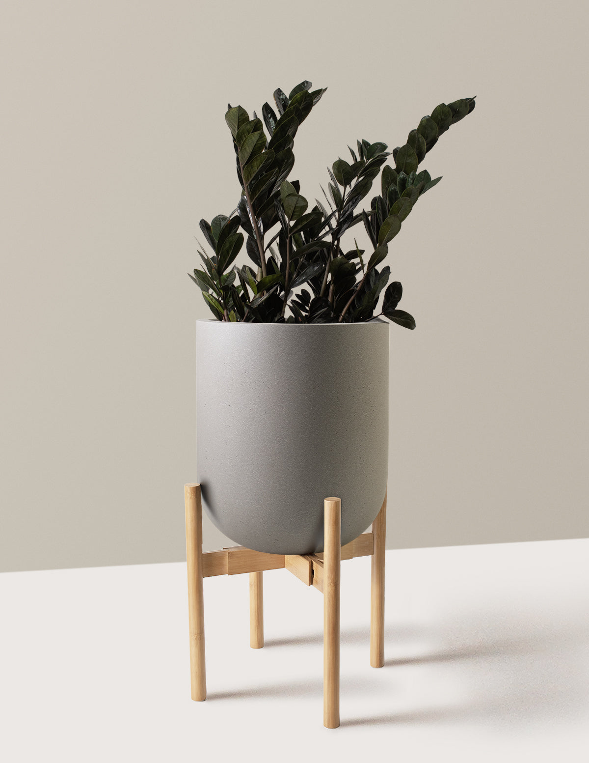Black ZZ Plant