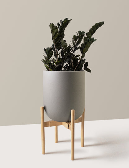Black ZZ Plant