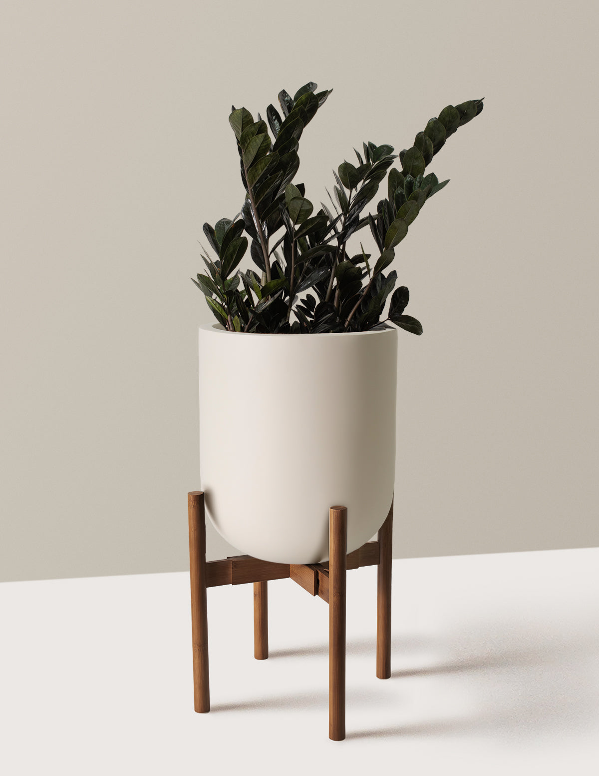 Black ZZ Plant