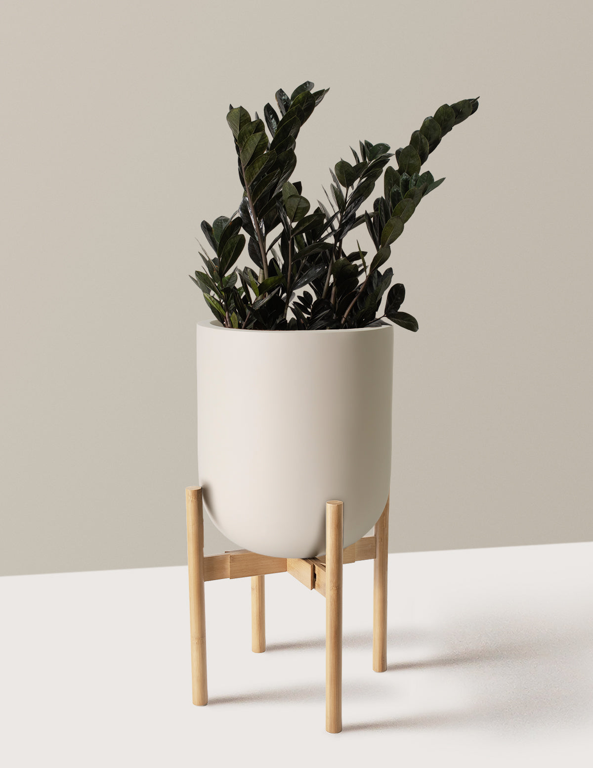 Black ZZ Plant