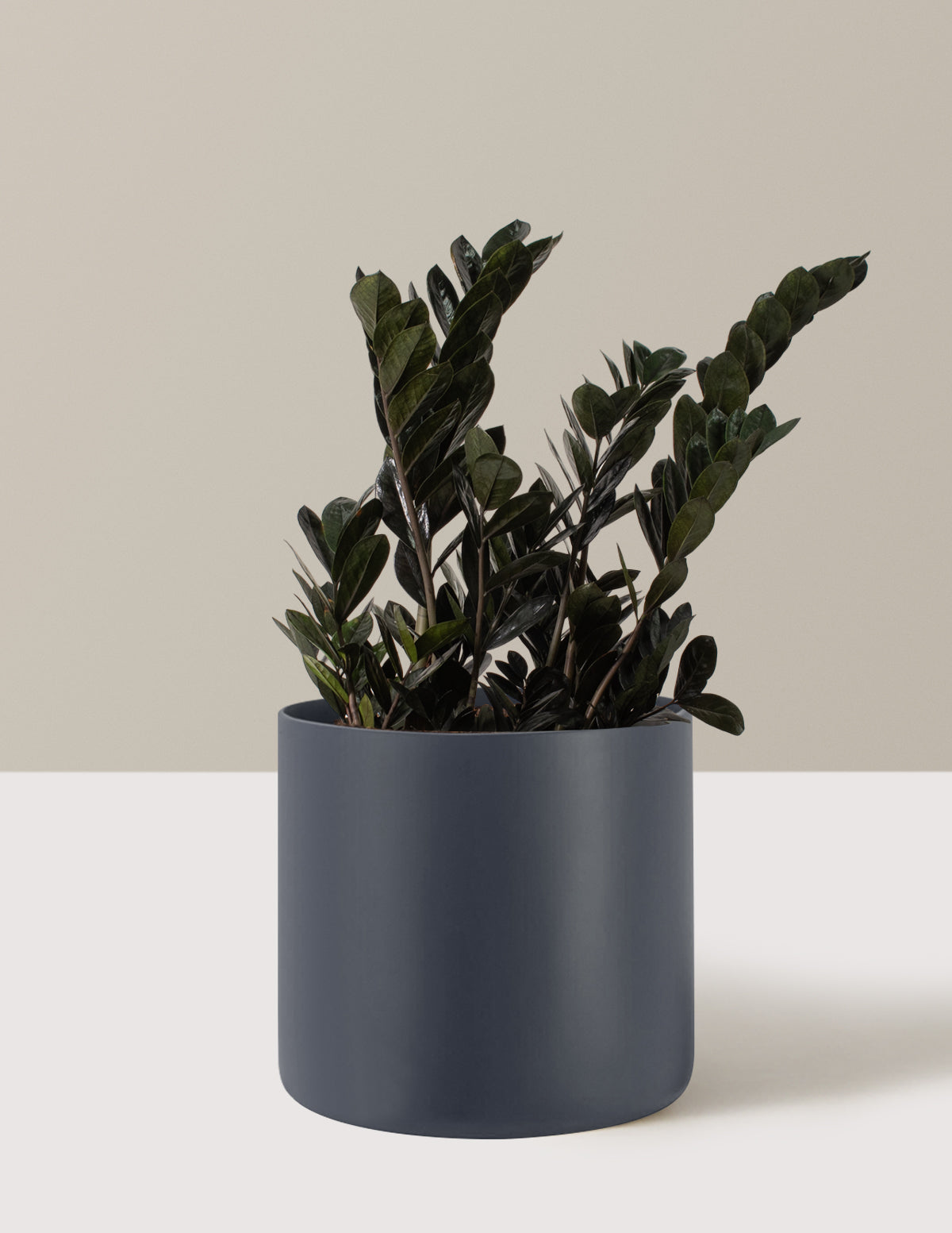 raven zz plant large Black ZZ Plant - Large (2-3' tall) Cement Grey Planter