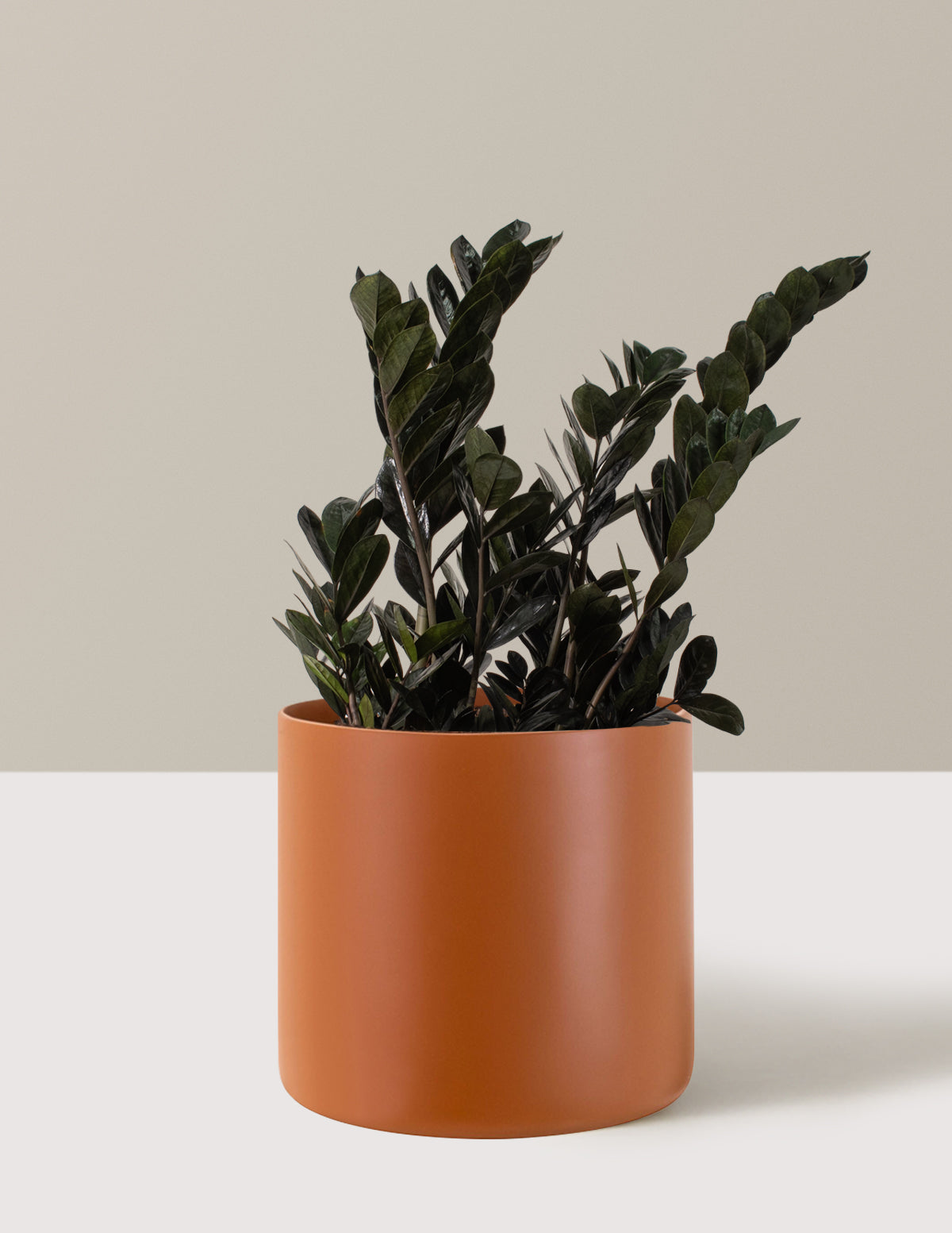 Black ZZ Plant
