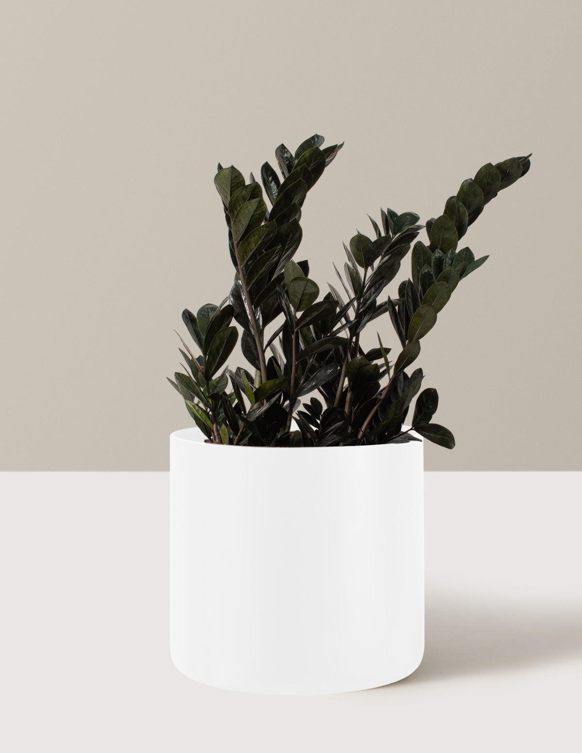 the sill large zz plant Black ZZ Plant - Large (2-3' tall) Cement Grey Planter