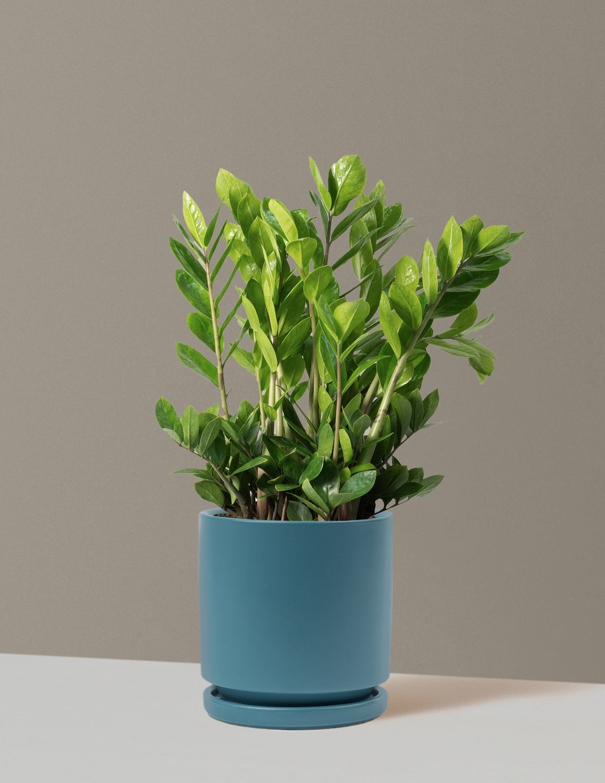 zz plant sunlight requirements ZZ Plant | Low Light Plants & Houseplants Delivery
