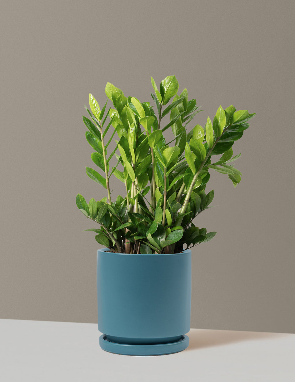 ZZ Plant