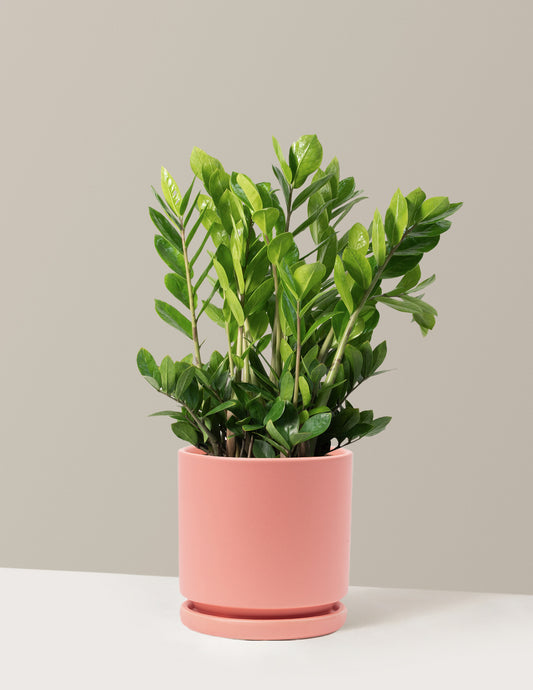 ZZ Plant