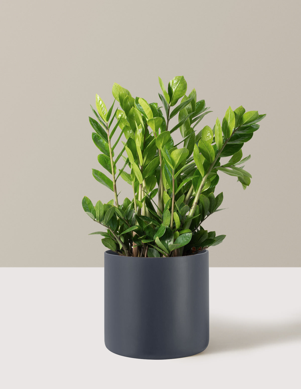 ZZ Plant