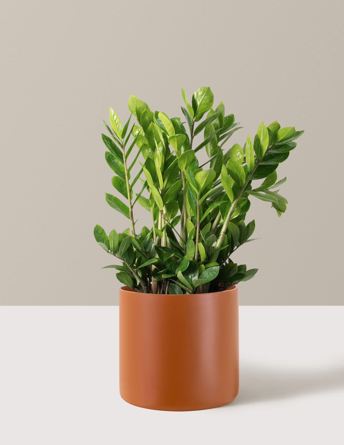 ZZ Plant